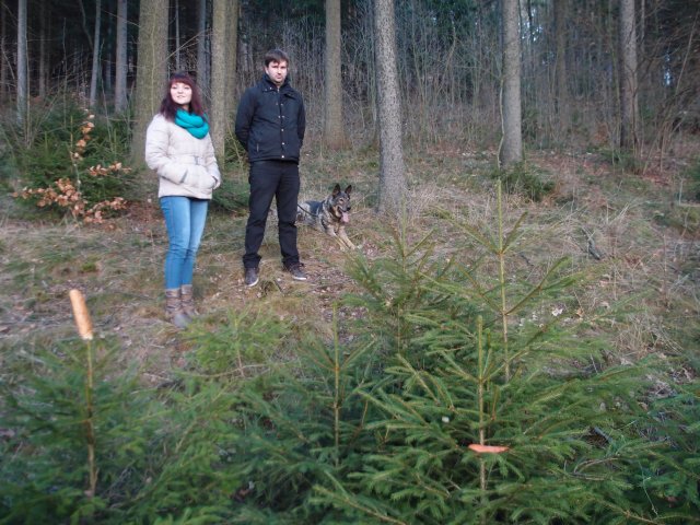 Zdobení stromečku 2013